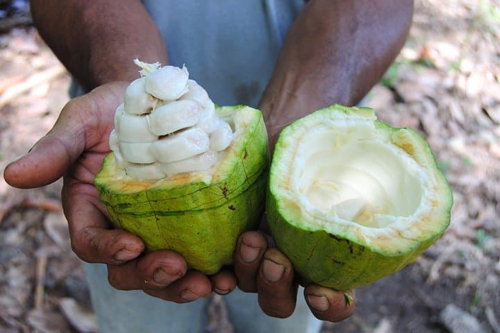 Fresh cacao seeds