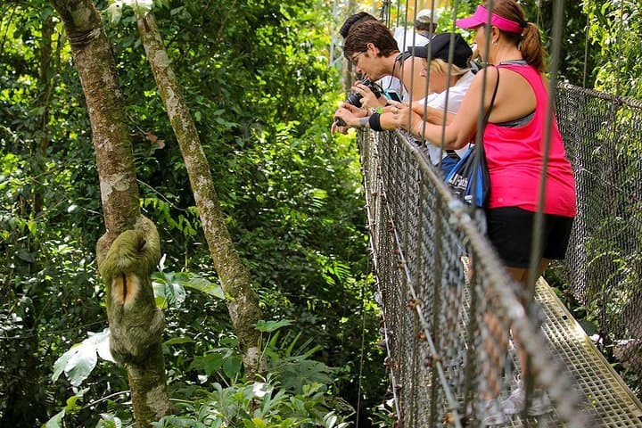 A sloth at the hanging bridges