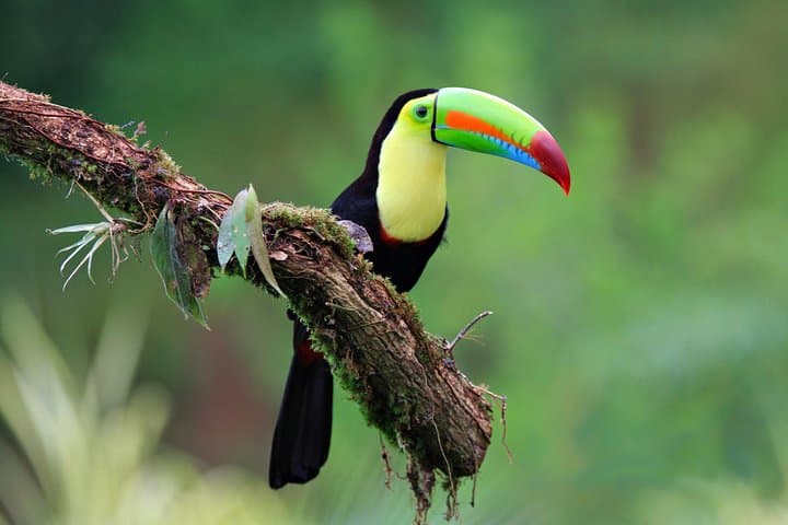 Arenal Early Birdwatching Tour