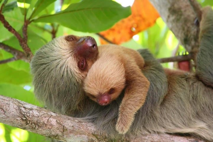 Manuel antonio wildlife
