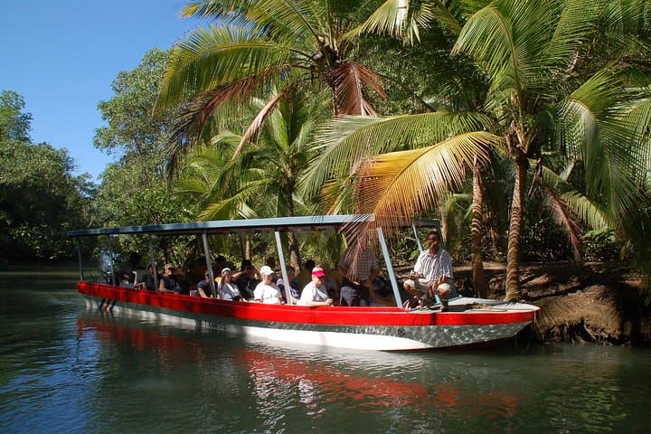 mangrove.