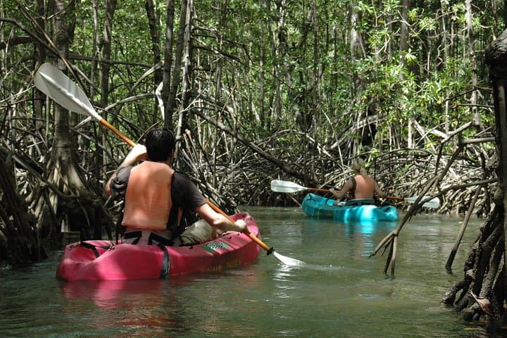 Discover the Damas Island mangrove's mysteries.