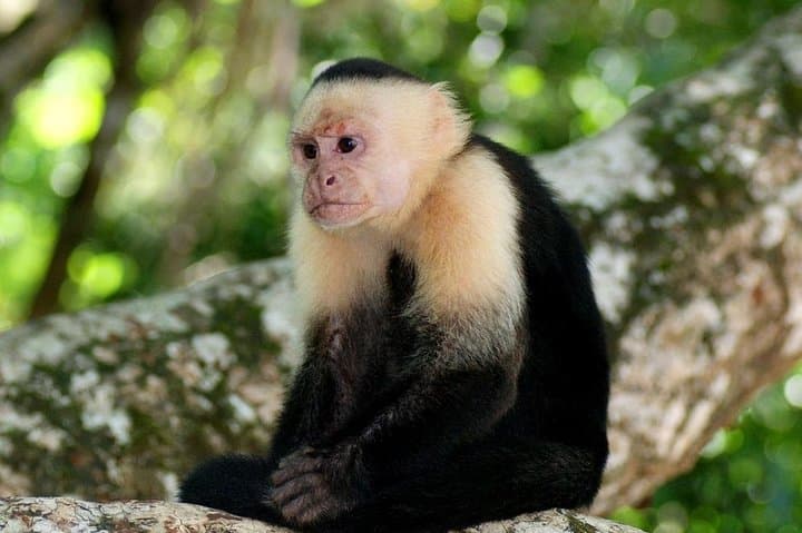 11-day Tour of Costa Rica from San Jose