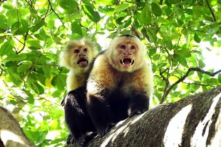 White face monkeys