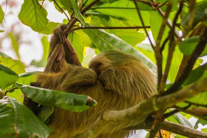 Sloth Watching Tour Experience Costa Rica