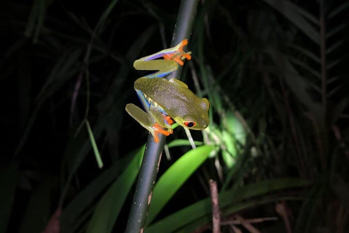 Nocturnal jungle hike