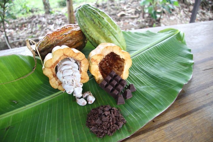 Organic chocolate tour