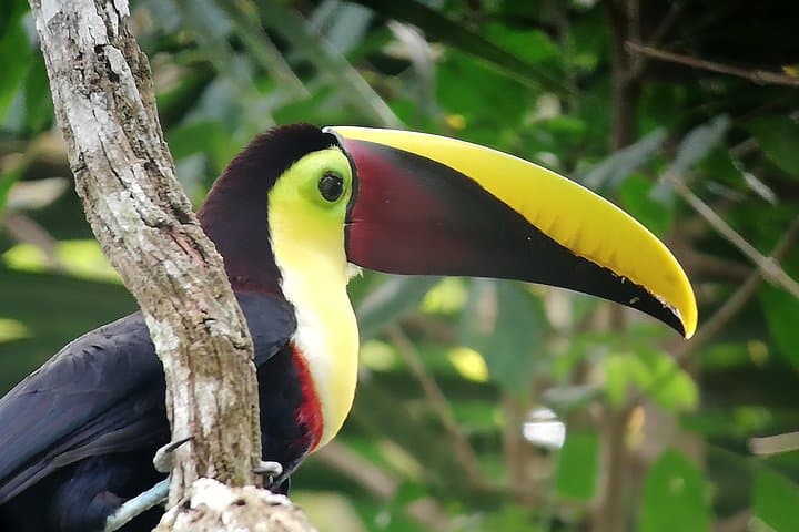 Toucan in our tour