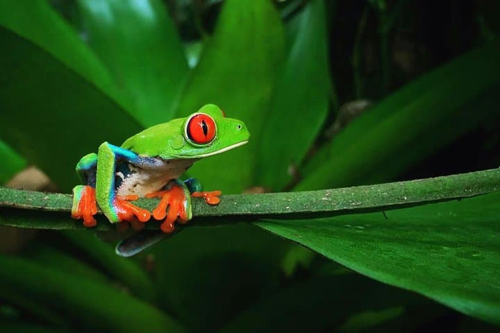 famous Red Eyed Tree Frog