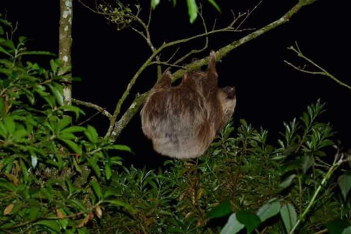 Monteverde Cloud Forest Guided Night Walk