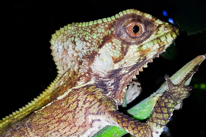 Helmeted Basilisk - Jungle Night Tour Manuel Antonio -