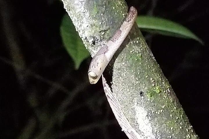 Night Snake