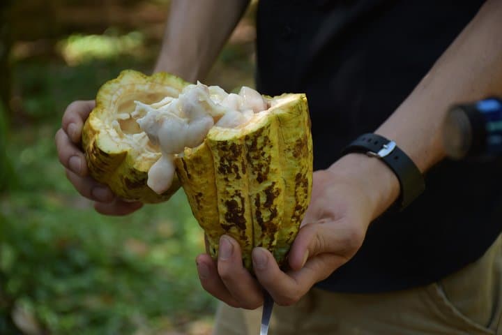 Chocolate Fruit