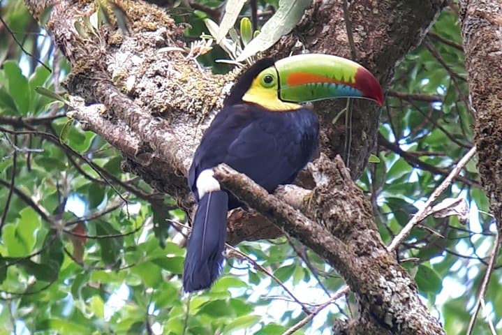 Keel-billed Toucan