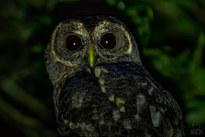Mottled owl