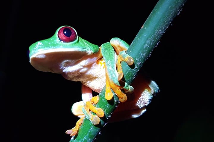 Red eyes frog