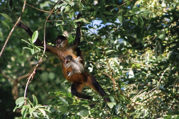 You will see many monkeys during this tour