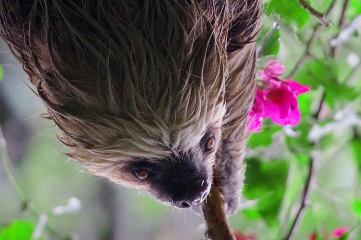 Monteverde Night Walk: Sloths, Snakes & Nocturnal Wildlife