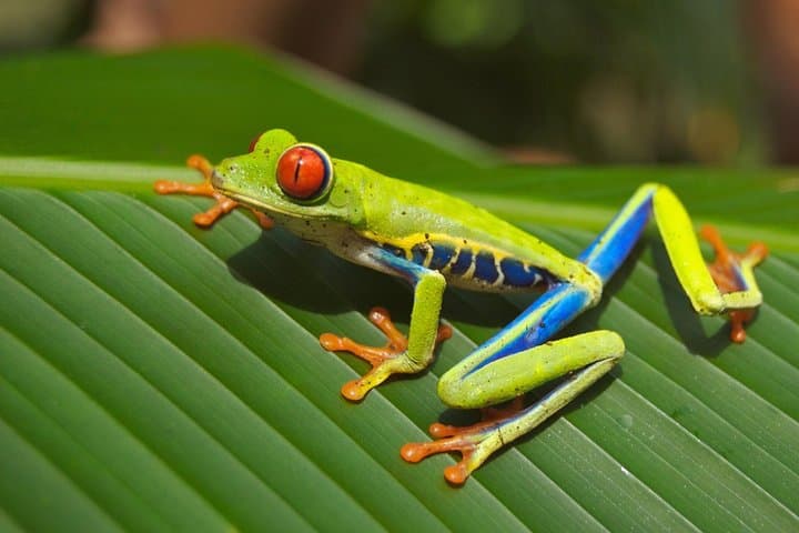Herpetarium and Frogs