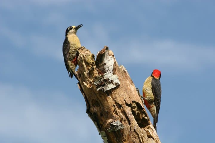 Costa Rica is truly a bird-watchers paradise, don´t miss out!