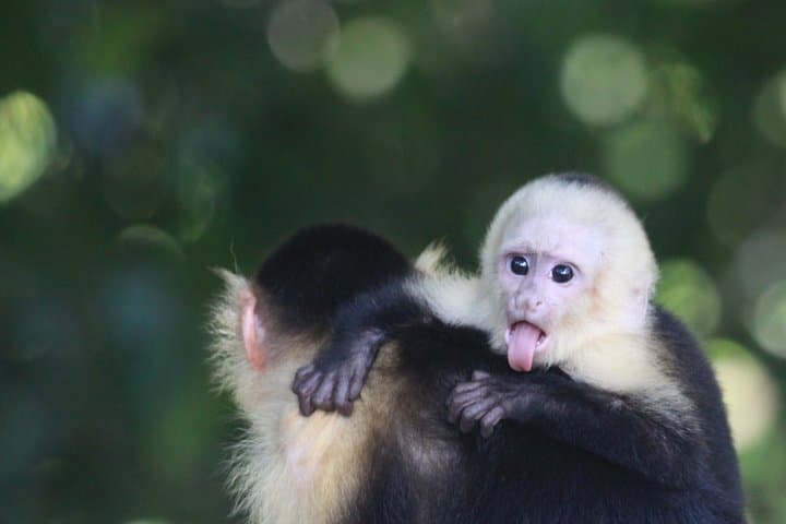 monkey, Manuel Antonio