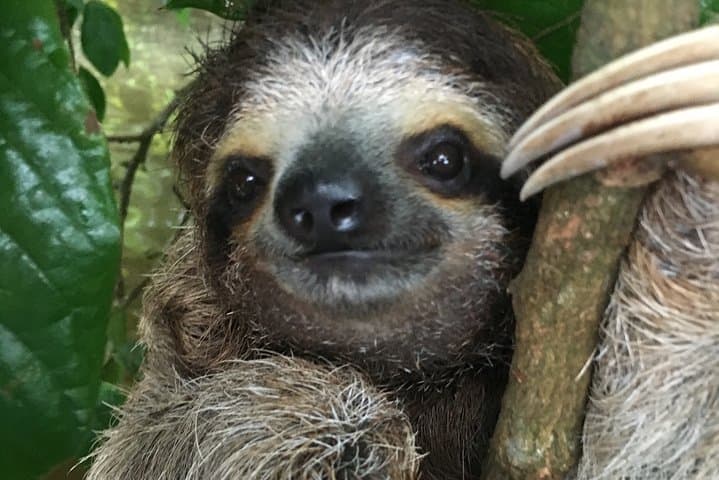 Three Toed Sloth