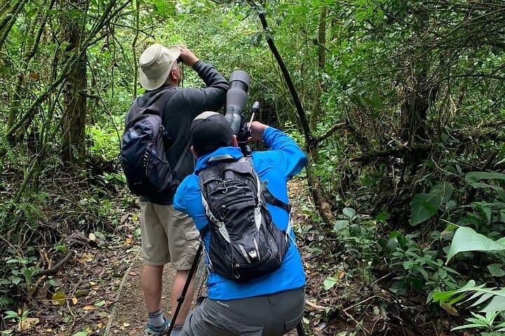 Cloud Forest Reserve Morning Walk (small group) - Monteverde Wild