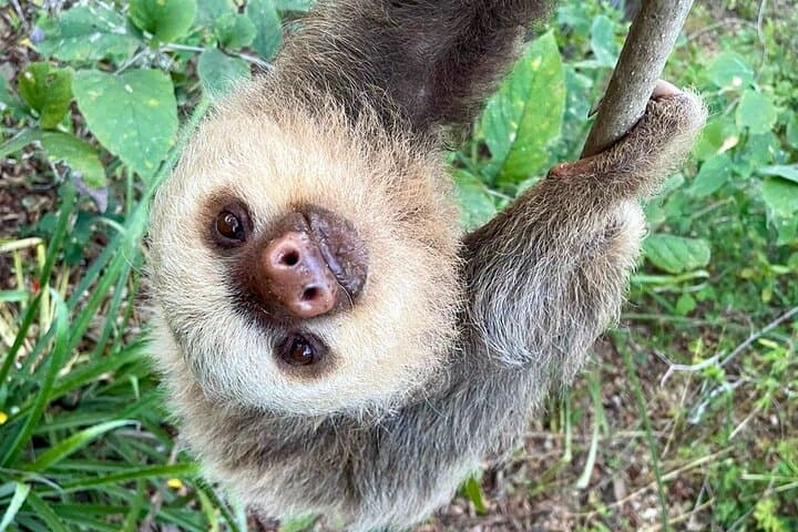 Meet Luca the sloth