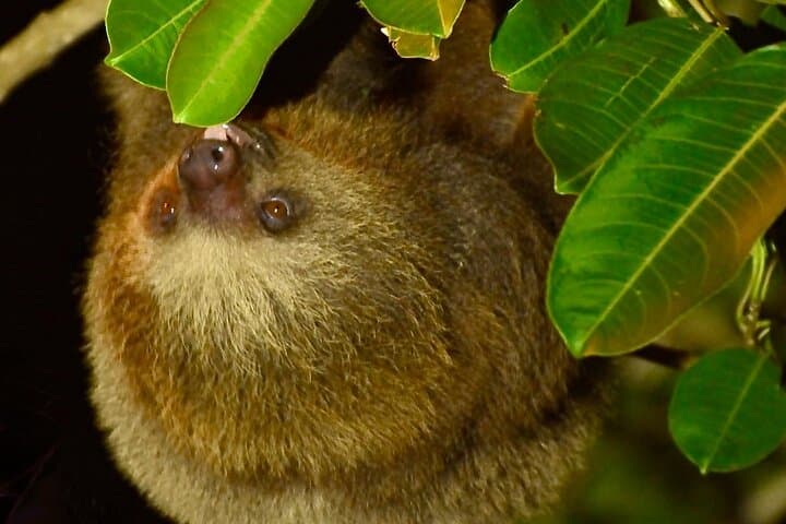 A cute baby sloth hangs upside down from a branch, surrounded by lush green foliage. Its soft brown and cream-colored fur, along with its relaxed expression, conveys a sense of tranquility.