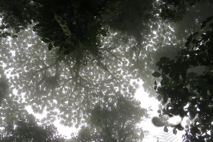 Natural History Walking Tour in Monteverde Cloud Forest Reserve