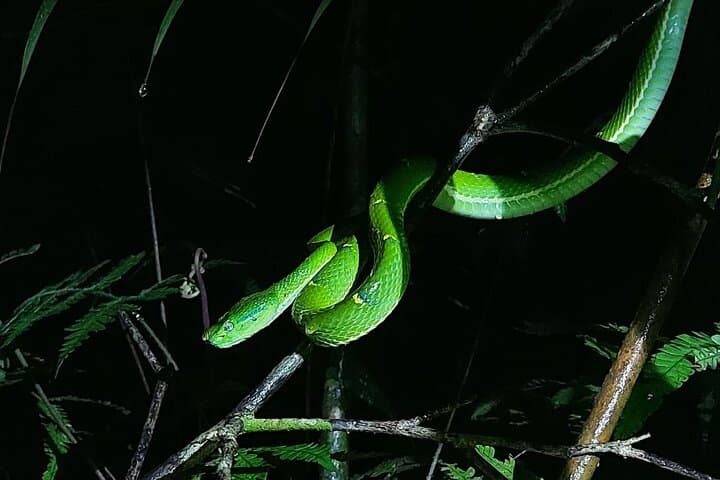 side stripe palm pit viper