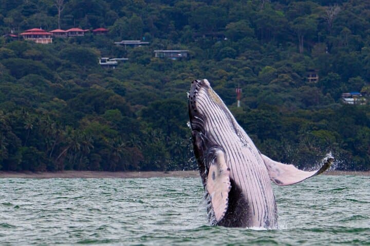 Humpback Whale Breach