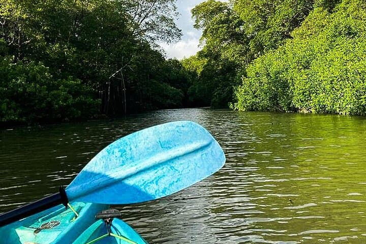 Kayak Through the Mangroves