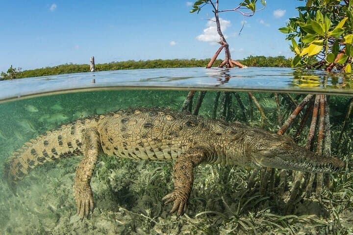 American Crocodile