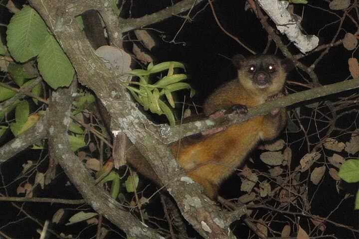 Kinkajou spotted on Arenal Rain Forest Night Tour
Explore the jungle at night in La Fortuna and discover amazing nocturnal animals. A unique adventure in Costa Rica!
