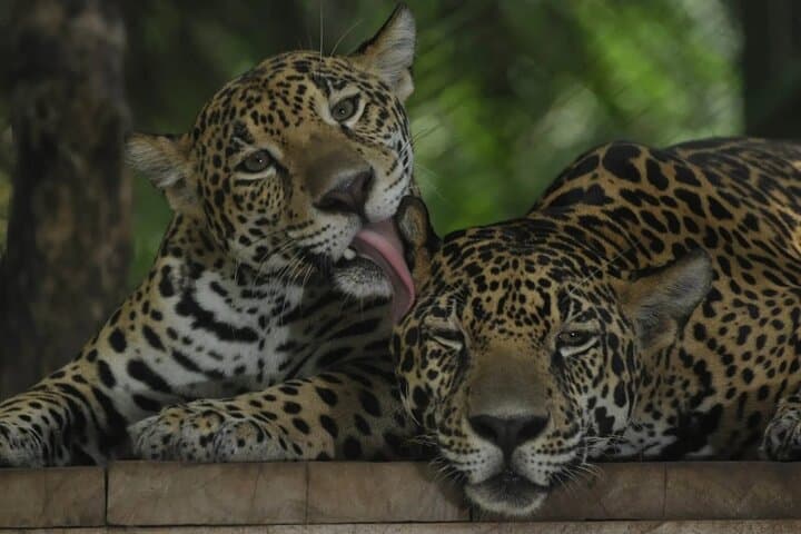 Wildlife Tour to Natuwa Rescue Center - Small Group