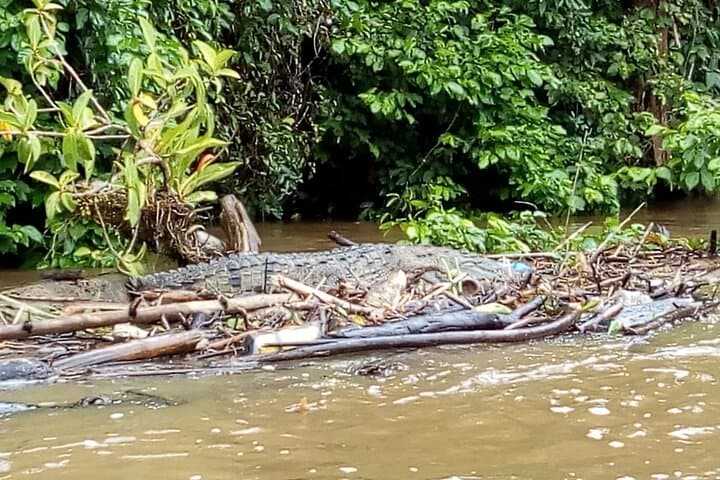 Tarcoles River Crocodile and Wildlife River Trip from San Jose
