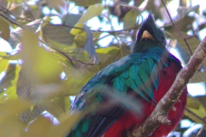 Quetzales scarlet macaws and birds watching tour in San Gerardo de dota San Jose