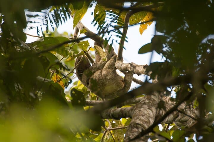 Sloth Observation Tour –Day or Night from Arenal