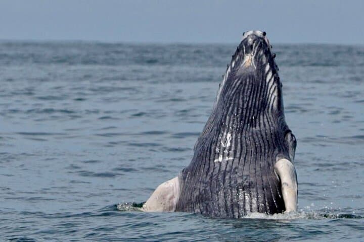 Whale Watching at the Marino Ballena National Park