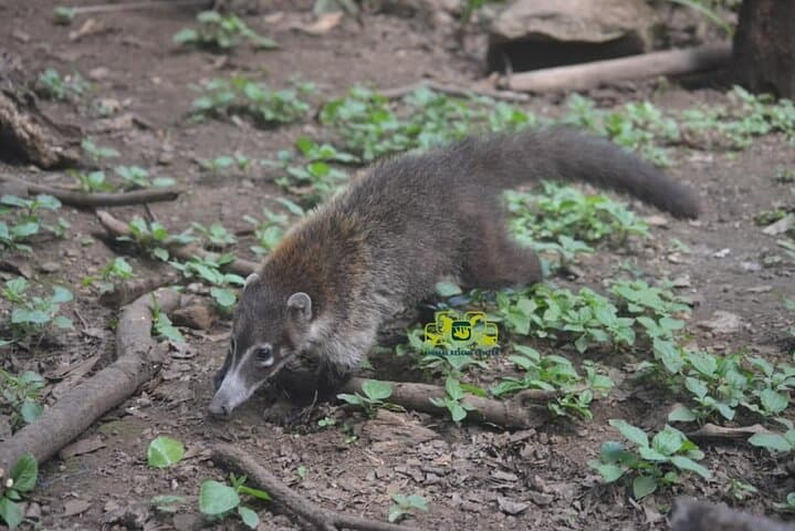 Animal Rescue center around San Jose - Experience tour
