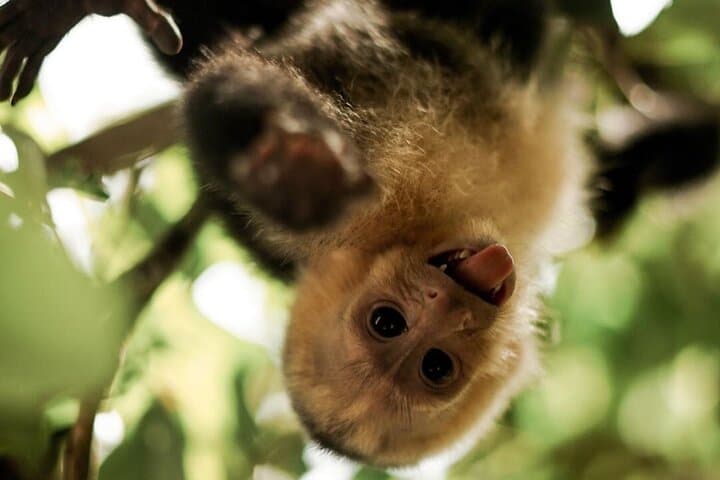 Full Day All-Inclusive Tour to Manuel Antonio National Park from San Jose CR