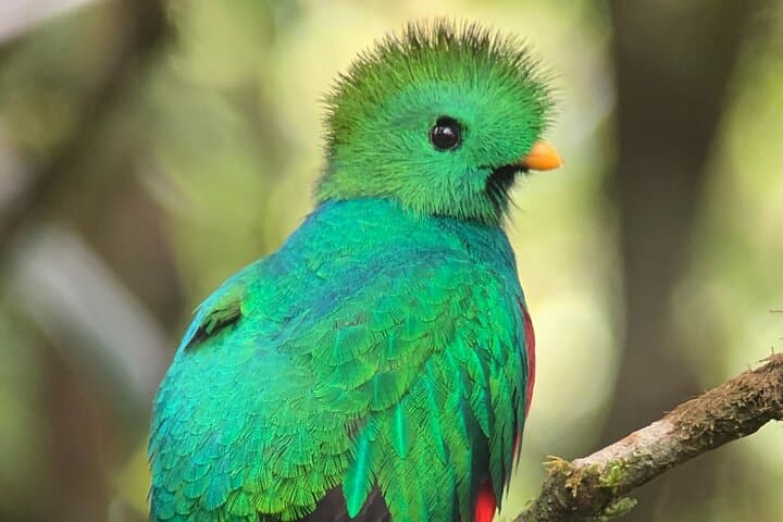 Explore the Magic Monteverde Cloud Forest