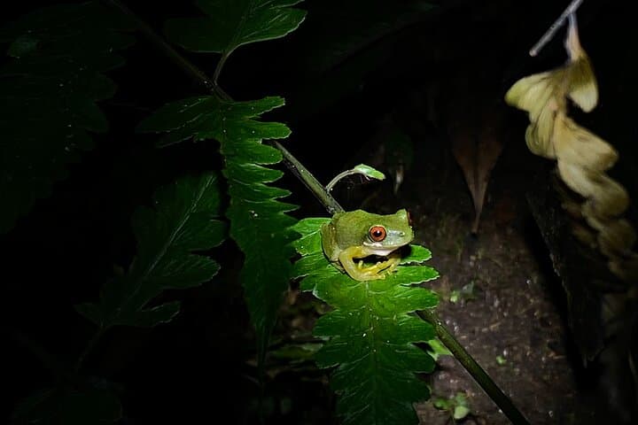 Monteverde Nocturnal Adventure