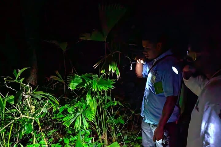 observing a Helmeted basilisk