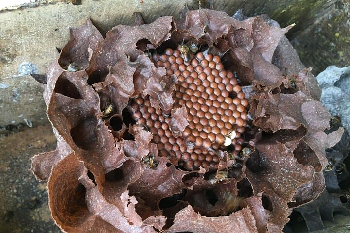 Visit to the World of Bees in Alajuela