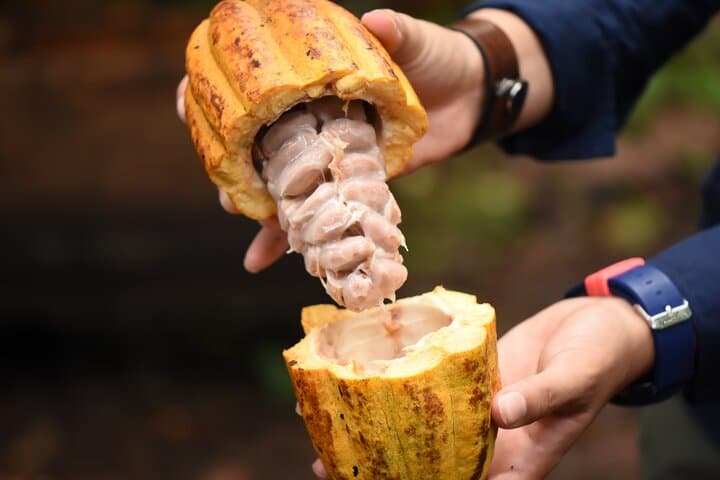 Chocolate Tour In Costa Rica