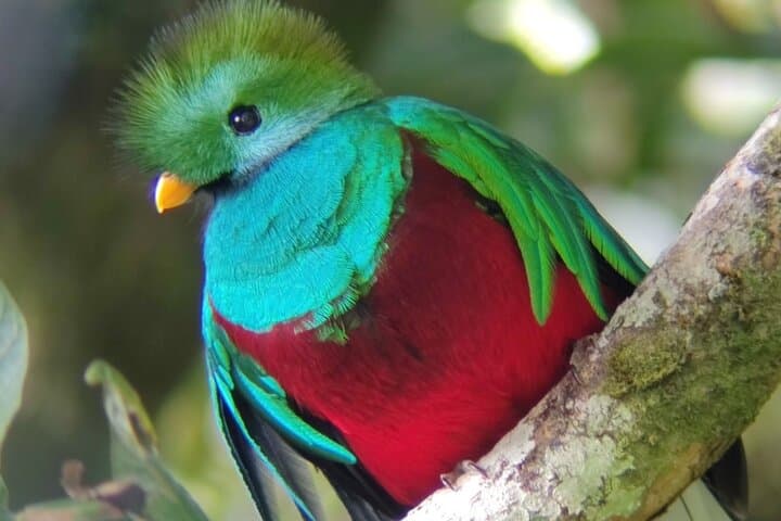 Resplendent Quetzal
Monteverde cloud forest view
Monteverde to travel