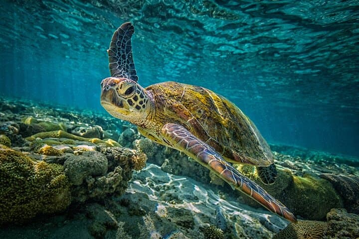 One Week Turtle Rescue Volunteer Work