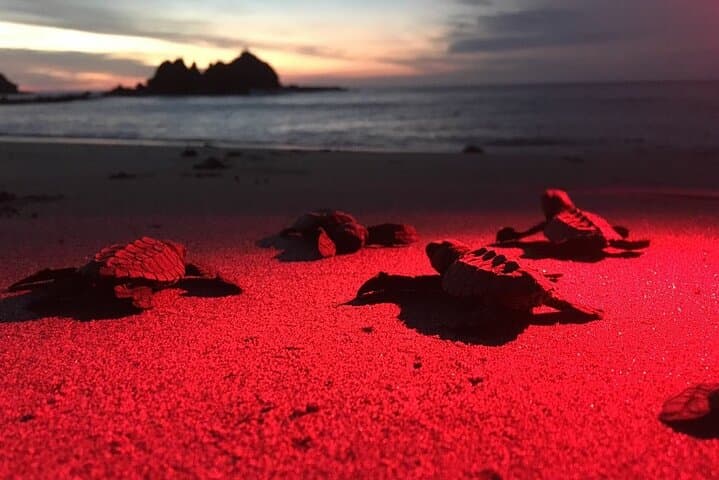 Baby Turtle Release, Night Walk, from JW Marriott Costa Elena